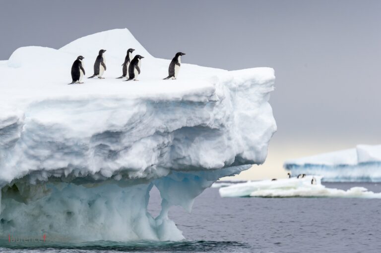 Antarctique - ciné- conférence